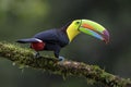 Keel-billed Toucan - Ramphastos sulfuratus