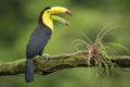 Keel-billed Toucan, Ramphastos sulfuratus, sitting on the branch with beak wide open Royalty Free Stock Photo