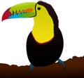 Keel-billed Toucan, Sulfur-breasted toucan, Rainbow-billed toucan isolated vector