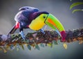 Keel-billed toucan in tropical rain forest