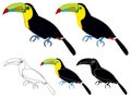 Keel billed toucans bird colored