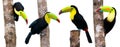 Keel Billed Toucans, from Central America.