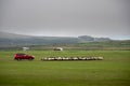 Keel town, Ireland 15.07.2021: Flock of sheep arranged for movement by a off road jeep. Agriculture industry. Team management and