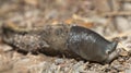 Keelback slug, Limax cinereoniger on ground Royalty Free Stock Photo