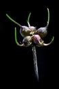 Keeled Garlic, Allium carinatum