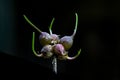 Keeled Garlic, Allium carinatum Royalty Free Stock Photo
