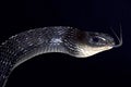 Keeled rat snake (Ptas carinatus) Royalty Free Stock Photo