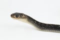 Keeled Rat Snake Ptyas carinata on white background Royalty Free Stock Photo