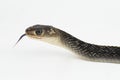 Keeled Rat Snake Ptyas carinata on white background Royalty Free Stock Photo