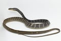 Keeled Rat Snake Ptyas carinata on white background Royalty Free Stock Photo
