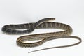 Keeled Rat Snake Ptyas carinata on white background Royalty Free Stock Photo