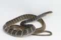 Keeled Rat Snake Ptyas carinata on white background Royalty Free Stock Photo