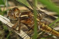 Keeled Skimmer Dragonfly Royalty Free Stock Photo