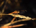 Keeled Skimmer Dragonfly - Orthetrum Coerulesce Royalty Free Stock Photo