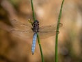 Keeled Skimmer Dragonfly, Orthetrum coerulescens Royalty Free Stock Photo