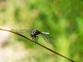 Keeled Skimmer Dragonfly, Orthetrum coerulescens facing camera Royalty Free Stock Photo