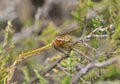 Keeled Skimmer Royalty Free Stock Photo