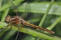 Keeled Skimmer Royalty Free Stock Photo