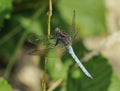 Keeled Skimmer Dragonfly Royalty Free Stock Photo