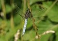 Keeled Skimmer Dragonfly Royalty Free Stock Photo