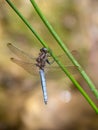 Keeled Skimmer Dragonfly, Orthetrum coerulescens, vertical shot. Royalty Free Stock Photo