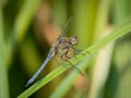 A keeled skimmer dragonfly sitting on reed Royalty Free Stock Photo