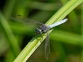 A keeled skimmer dragonfly sitting on reed Royalty Free Stock Photo