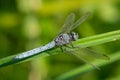 A keeled skimmer dragonfly sitting on reed Royalty Free Stock Photo