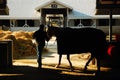 Keeneland Race Track Stables Royalty Free Stock Photo