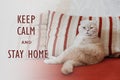 Keep calm and stay home quote banner with text. Funny scottish fold cream cat lies on a sofa