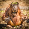 Keep cool Orangutang Royalty Free Stock Photo