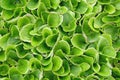 Keep growing green leaves of lettuce Royalty Free Stock Photo