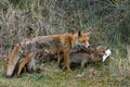 Keep nature clean! Baby foxes play with litter / garbage. Mother Red fox Vulpes vulpes and her newborn red fox cubs. Amsterdamse