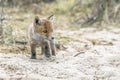 Keep nature clean! Baby foxes play with litter / garbage. Mother Red fox Vulpes vulpes and her newborn red fox cubs. Amsterdamse