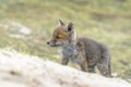 Keep nature clean! Baby foxes play with litter / garbage. Mother Red fox Vulpes vulpes and her newborn red fox cubs. Amsterdamse