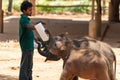 Keeper feeding baby elephants milk Royalty Free Stock Photo