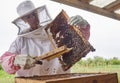 Keeping bees comes with its fair share of adrenaline rushes. a beekeeper opening a hive frame on a farm. Royalty Free Stock Photo