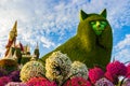 Cat in Dubai Miracle Garden Dubai UAE Royalty Free Stock Photo