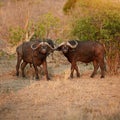 Keeping a lookout. Full length shot of a group of buffalo on the African plains.