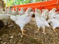 Keeping Male Chicken layer breed for Meat Production, profitable.