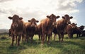 Keeping on mooooving until you get to the greener grass. a herd of cows on a farm. Royalty Free Stock Photo