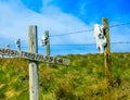 Keeping out the trespassers on a fence line