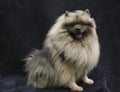 Keeshond