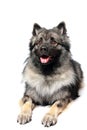 Keeshond