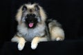 Keeshond Royalty Free Stock Photo