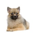 Keeshond