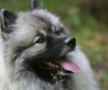 Keeshond