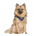 Keeshond