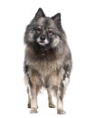 Keeshond (9 years)