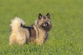 Keeshond dog Royalty Free Stock Photo